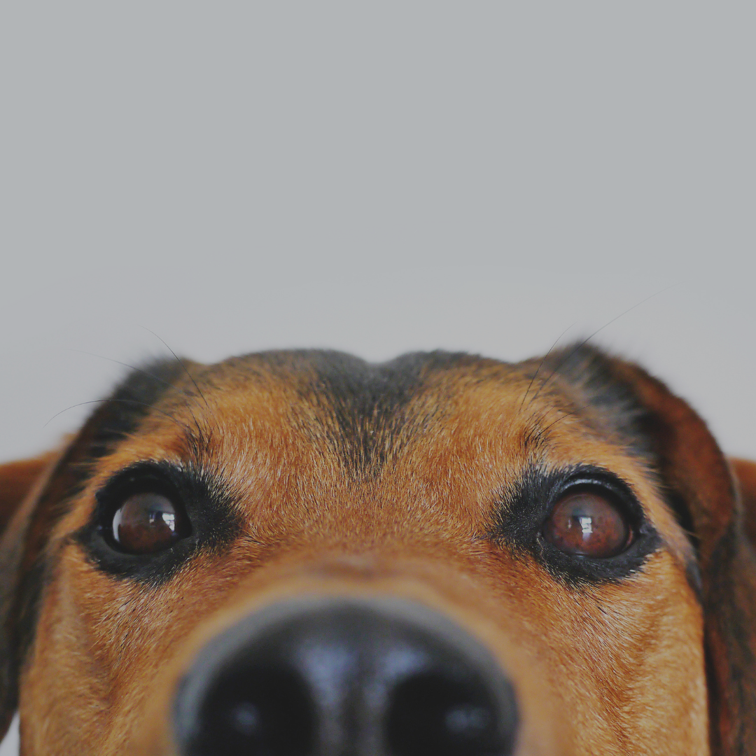 Hund